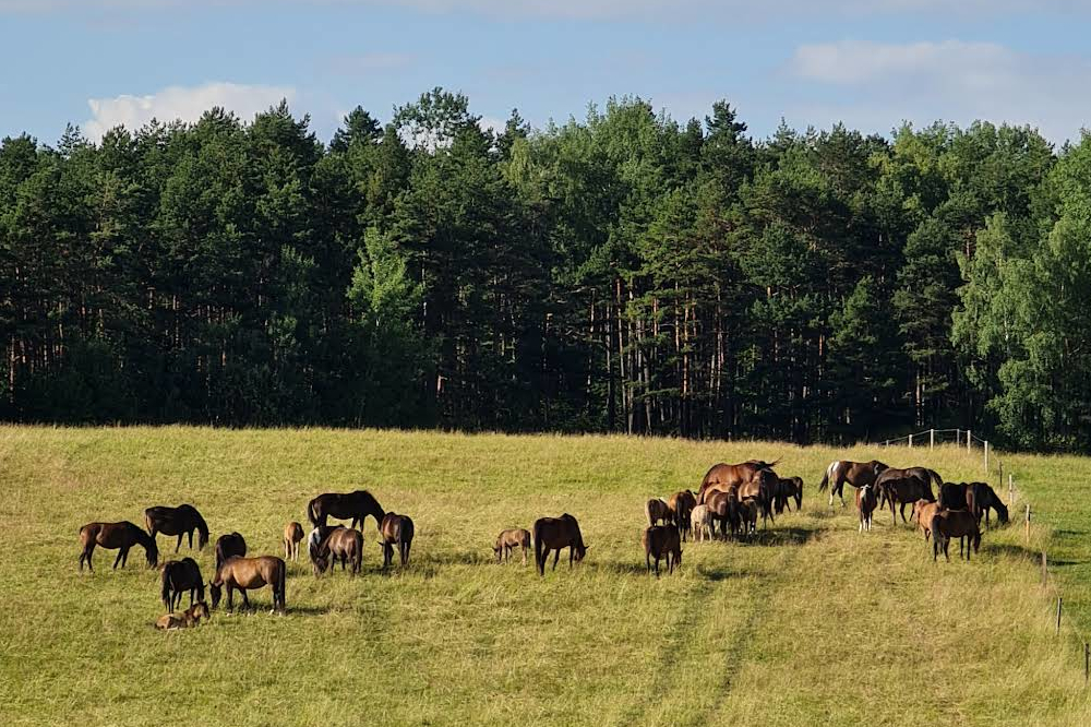 Stadnina Koni Huculskich "Gładyszów"